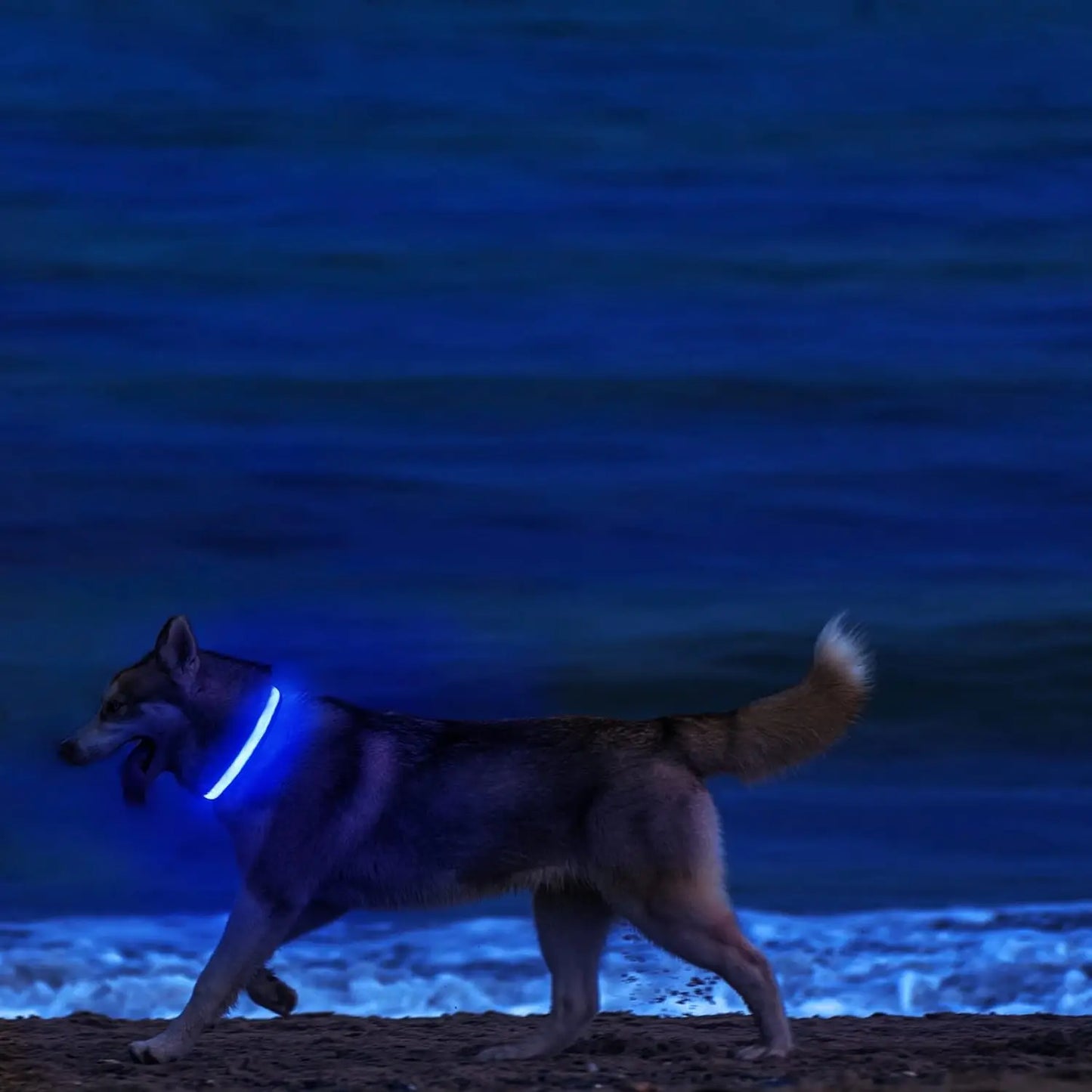 LED Dog Collar Light Up Safety Night Walking Flashing Glow