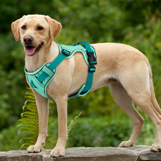 Reflective Mesh Dog Harness | Adjustable for All Sizes