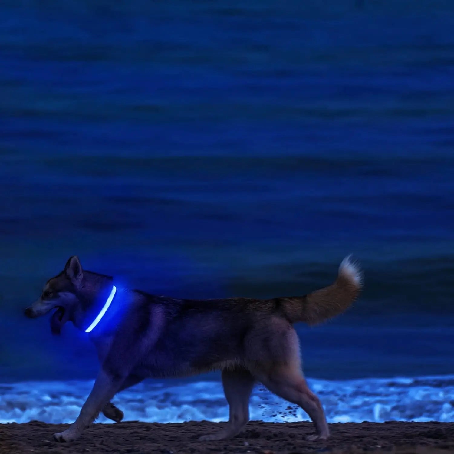 LED Dog Collar Light Up Safety Night Walking Flashing Glow
